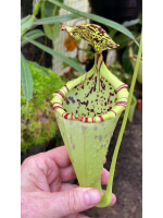 Nepenthes burbidgeae x campanulata – clones assortis: BE-3564 - 5079