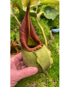 Nepenthes veitchii...