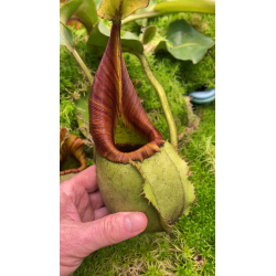 Nepenthes x ‘alisaputrana’ – best selected clone: BE-4657-Nepenthes d'altitude