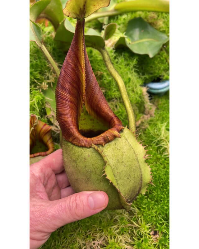 Nepenthes veitchii ‘intermediate’: BE-4087-Nepenthes d'altitude