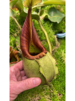 Nepenthes veitchii ‘intermediate’: BE-4087 - 5080