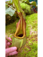 Nepenthes veitchii ‘intermediate’: BE-4087 - 5081
