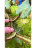 Nepenthes veitchii ‘intermediate’: BE-4087 - 5082