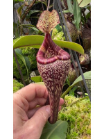 Nepenthes vogelii - clone sélectionné: BE-3256 - 5084