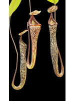 Nepenthes vogelii - clone sélectionné: BE-3256 - 5085