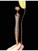 Nepenthes vogelii - clone sélectionné: BE-3256 - 5086