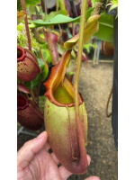 Nepenthes veitchii x mira BE-3696 - 5087