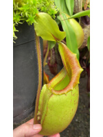 Nepenthes veitchii x mira BE-3696 - 5088