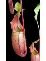 Nepenthes veitchii x mira BE-3696 - 5089