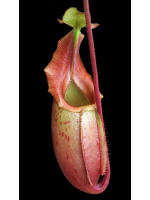 Nepenthes veitchii x mira BE-3696 - 5090