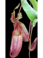 Nepenthes veitchii x mira BE-3696 - 5091