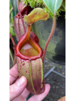 Nepenthes veitchii x mira BE-3696 - 5092