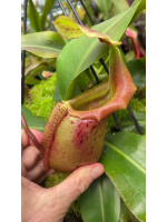 Nepenthes veitchii x mira BE-3696 - 5093