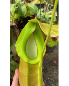 Nepenthes spathulata x...