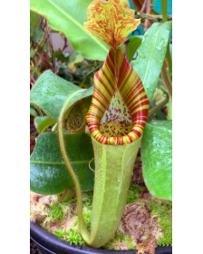 Nepenthes chaniana x veitchii BE-3137