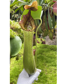 Nepenthes truncata...
