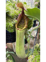 Nepenthes truncata 'Singapore Botanic Gardens' Single clone BE-4001 - 5101