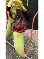 Nepenthes sibuyanensis x (veitchii x lowii) BE-3986 - 5106