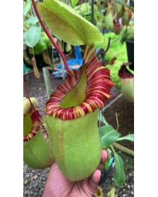 Nepenthes sibuyanensis x (veitchii x lowii) BE-3986