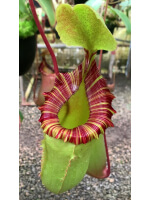 Nepenthes sibuyanensis x (veitchii x lowii) BE-3986 - 5108