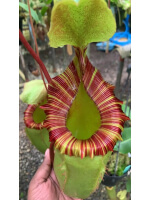 Nepenthes sibuyanensis x (veitchii x lowii) BE-3986 - 5109