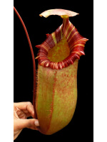 Nepenthes sibuyanensis x (veitchii x lowii) BE-3986 - 5110