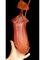 Nepenthes sibuyanensis x (veitchii x lowii) BE-3986 - 5111