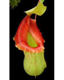 Nepenthes veitchii x...