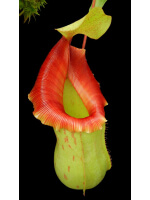 Nepenthes veitchii x ventricosa – assorted clones: BE-4500 - 5112