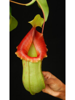 Nepenthes veitchii x ventricosa – assorted clones: BE-4500 - 5113