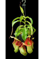 Nepenthes veitchii x ventricosa – assorted clones: BE-4500 - 5114