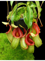 Nepenthes veitchii x ventricosa – assorted clones: BE-4500 - 5115