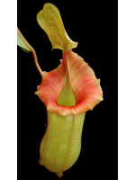 Nepenthes veitchii x ventricosa – assorted clones: BE-4500 - 5116