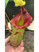 Nepenthes veitchii x ventricosa – assorted clones: BE-4500 - 5118