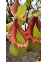 Nepenthes veitchii x ventricosa – assorted clones: BE-4500 - 5119