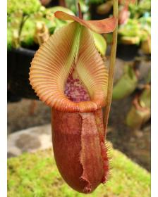 Nepenthes villosa x robcantleyi -clones assortis BE-4079