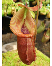 Nepenthes villosa x...