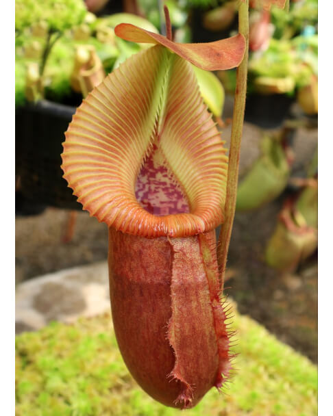 Nepenthes villosa x robcantleyi -clones assortis BE-4079