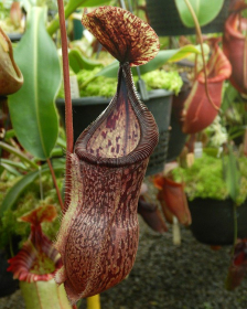 Nepenthes hamata x burbidgeae