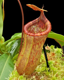 Nepenthes ventricosa x...