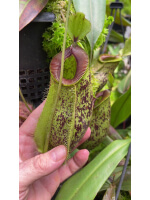 Nepenthes ampullaria x hamata BE-4631 - 5141