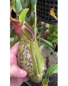 Nepenthes ampullaria x hamata