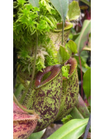 Nepenthes ampullaria x hamata BE-4631 - 5143