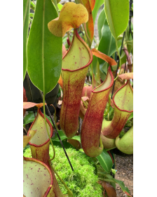 Nepenthes robcantleyi x reinwardtiana BE-3960