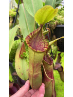 Nepenthes hamata x (veitchii x lowii) BE-4057 - 5149