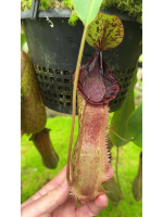 Nepenthes hamata x (veitchii x lowii) BE-4057 - 5150