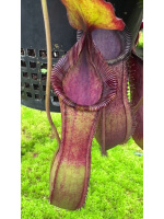 Nepenthes hamata x (veitchii x lowii) BE-4057 - 5152