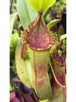 Nepenthes hamata x (veitchii x lowii) BE-4057 - 5153