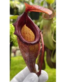 Nepenthes rajah x flava BE-4604