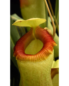 Nepenthes barcelonae